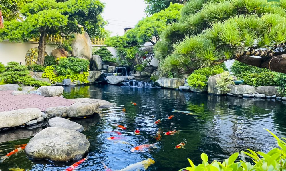 Thiết kế và thi công hồ cá koi trọn gói