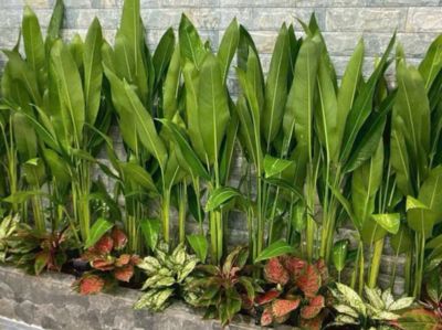 Cây mỏ két