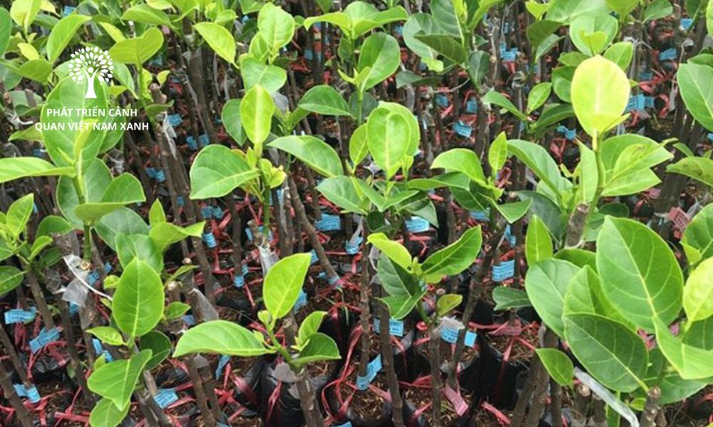 Cung cấp cây ăn quả giống khỏe mạnh