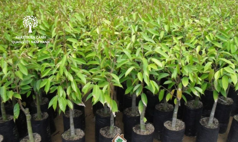 Cung cấp cây ăn quả số lượng lớn