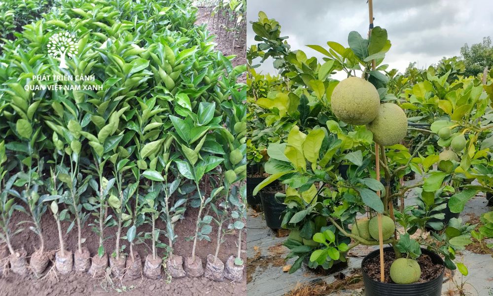 Cung cấp cây ăn quả chất lượng cao