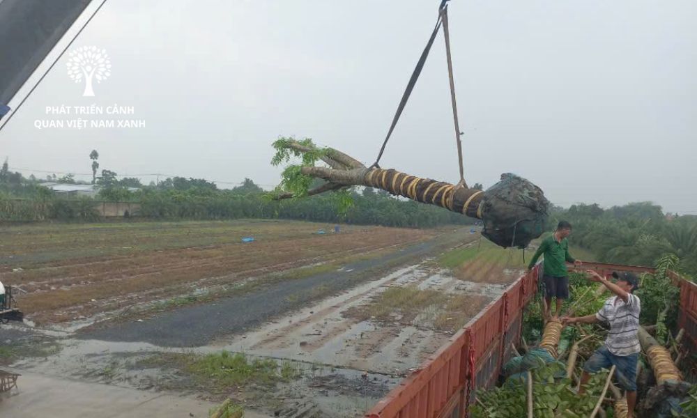 Cung cấp cây xanh công trình số lượng lớn