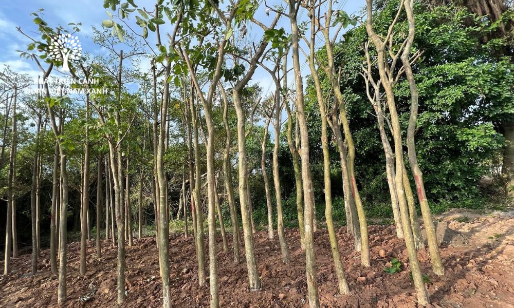 Đơn vị cung cấp cây xanh công trình chất lượng