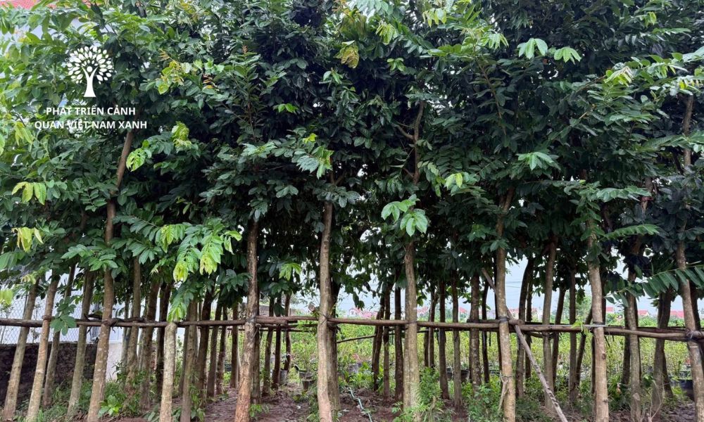 Dịch vụ cung cấp cây xanh công trình uy tín