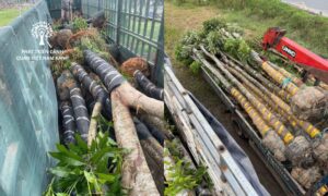 Cung cấp cây xanh công trình chuyên nghiệp