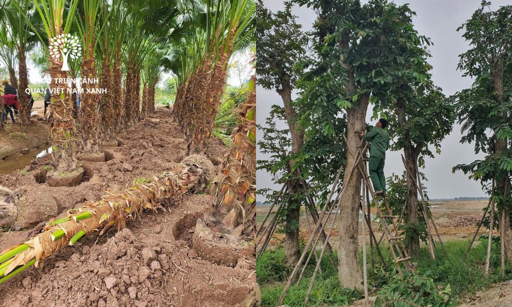 Cung cấp vườn ươm cây xanh chất lượng cao