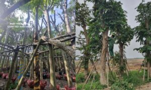 Dịch vụ & Cung cấp cây xanh cảnh quan