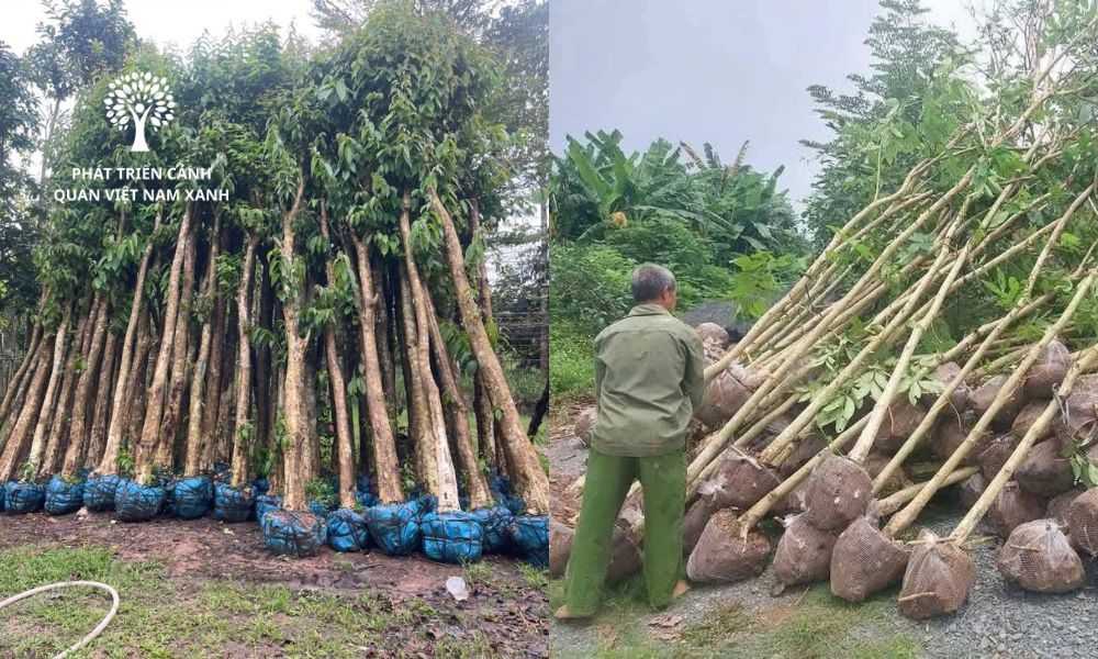 Đơn vị cung cấp cây xanh cảnh quan uy tín