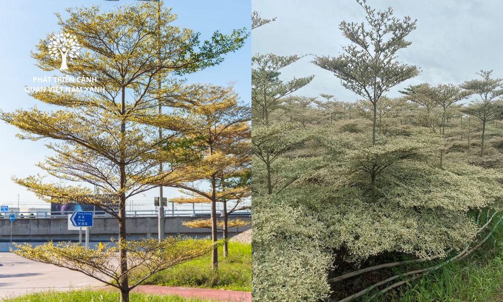 Thi công và cung cấp cây xanh cảnh quan chuyên nghiệp
