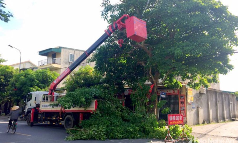 Dịch vụ thi công di dời cây xanh