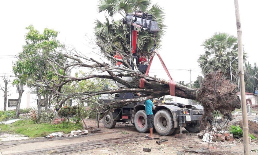Quy trình di chuyển và trồng lại cây xanh