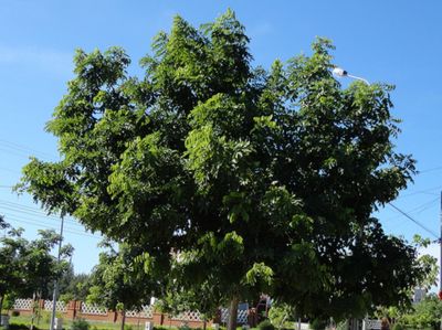Sao Đen